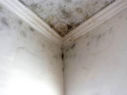 Why You Should Choose Our Mold Remediation Services in Jennings, LA